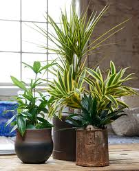 We did not find results for: Le Pouvoir Des Fleurs Conseils D Entretien