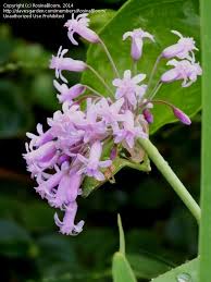 Image result for Tulbaghia fragrans