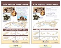 w94 4618 mole skeleton identification bulletin board chart