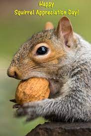 Happy Squirrel Appreciation Day We Have Plenty To Appreciate Squirrel Appreciation Day Squirrel Funny Happy Squirrel