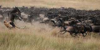 Best value safari lodge for honeymooners. Kenya And Tanzania Safari Packages And Travel Guide Ajkenyasafaris Com Ajkenyasafaris