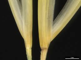 Image result for Triraphis schinzii