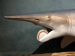7 Terrifying Prehistoric Creatures That Are Still Around Photoshopped Animals Weird Animals Real Weird Animals