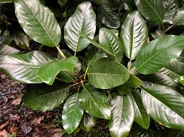 Image result for Magnolia delavayi