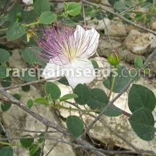 Image result for Capparis citrifolia