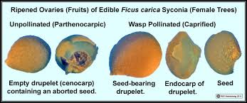 Resultado de imagem para fig wasps in florida