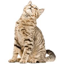 Cat Looking Up Cats Cats And Kittens Cute Cats
