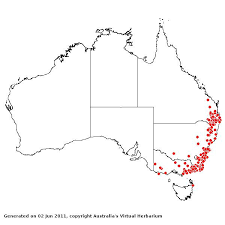 Image result for Rytidosperma davyi