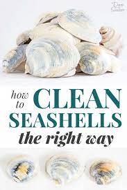 Mix 3 tbsp of bleach per 1 gallon of water into a bucket. How To Clean Seashells The Right Way Decor By The Seashore