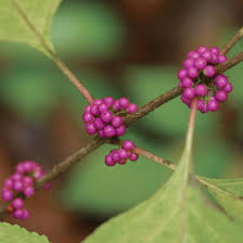 This artificial open rose bush can create beautiful table decorations, centerpieces, corsages, and more! 8 Trees And Shrubs With Showy Fall Fruit Finegardening