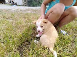 Running dogs look completely macho. Is My Border Collie Puppy Going To Be A Short Hair Or A Long Hair Because She Is Long On Her Head To Neck Then I M Pretty Sure The Petcoach
