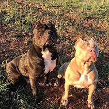 xxl american bully xxl luxor bullys zorro bugatti bully dog animals funny cats baby dogs
