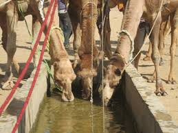 Wild bactrian camels (camelus ferus) were discovered in 1878 by nikolai prejevalsky, a russian geographer who explored mongolia national geographic: A Fantastic 3 Day Camel Trek In The Thar Desert Rajasthan Day 2 Ze Wandering Frogs