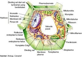 Membran sel atau dinding sel merupakan bagian yang paling luar dalam struktur sel tumbuhan. Beginilah Struktur Sel Eukariotik Gambar Fungsi Organel