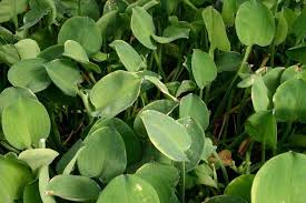 Image result for Limnocharitaceae