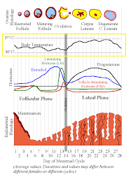 How Can Basal Body Temperature Charting Support Fertility