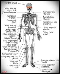 Kerangka manusia lengkap dengan keterangannya. Struktur Rangka Manusia Beserta Nama Latinnya