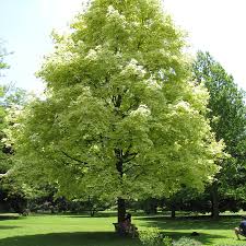 Image result for Vepris drummondii