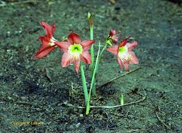 Image result for Strophanthus bequaertii