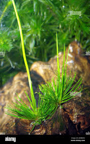 Image result for Cyperus prolifer