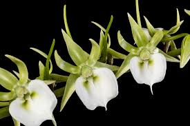 Image result for Angraecum