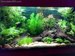 Schone Ideen Zu Gunsten Von Betta Angelplatze Die Sie Begeistern Werden Fresh Water Fish Tank Betta Fish Tank Tropical Fish Tanks