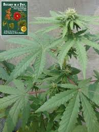 Image result for Cannabaceae
