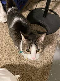 Nice thought about adopting an older cat. 138 Most Wholesome Rescue Pet Photos Of The Month October Edition