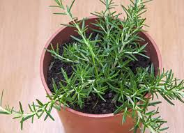 The benefits far outweigh any sort of upkeep you may have to do from deeper sleep to having an indoor plant in their bedroom can teach them how to nurture and care for it. The 15 Best Plants For Your Bedroom And Why Bob Vila