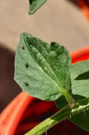 Image result for BLACKFLY ON TOMATO PLANTS
