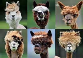 Of course, camels aren't exactly common here in north america, but if you're searching for a nontraditional fiber source, a unique pack animal, a livestock guardian or even an. The Trendiest Animal Of 2018 Who S In The Running Kare B2b