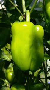 Whether they're red, green, orange, or yellow, bell peppers are very versatile and add sweetness and brightness to lots of recipes. Cajun Belle Chilli Books Blog