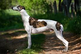 We did not find results for: Greyhound Dog Breed Information