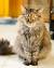 Calico Tortoiseshell Maine Coon