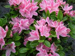 Image result for Polystachya kermesina