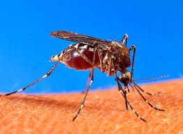 Maybe you would like to learn more about one of these? How To Keep Mosquitoes Out Of Your Yard Angi Angie S List