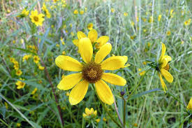 Image result for Bidens baumii