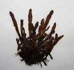 Image result for Lellingeria oosora