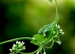 Image result for Aidia micrantha