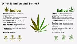 Sativa Strain Cbd 15 Cannabis Strains High In