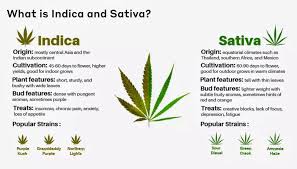 sativa strain cbd 15 cannabis strains high in