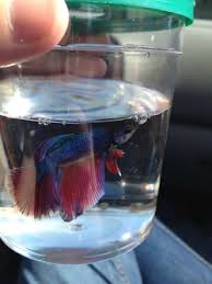Betta cup jellyfish cup betta fish tank mini small transparent plastic with lid cup fish tank. Betta Shopping List Bettasinanutshell