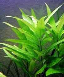 Image result for Hygrophila spiciformis