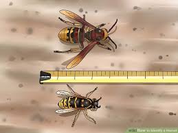 How To Identify A Hornet 10 Steps With Pictures Wikihow