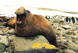 Southern Elephant Seal Wikipedia