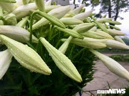 Thủ phủ hoa loa kèn những năm gần đây đã chuyển từ làng hoa tây tựu sang làng hạ mỗ, đan phượng, hà nội. áº£nh Mua Hoa Loa Ken Gá»i Thang TÆ° Vá» Kháº¯p Cac Con Phá»' Ha Ná»™i