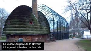 Le parc de la boverie est un parc de la ville de liège situé entre la meuse et la dérivation. Les Rats De La Voliere Du Parc De La Boverie De Liege Sont A Nouveau De Sortie Video Dailymotion