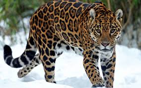 Jaguar Animal Hd Wallpapers The Cool Art Katachtigen Dieren Welp