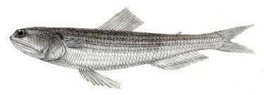 Image result for Monactinocephalus