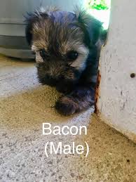Havanese puppies for adoption in california. Litter Of 4 Havanese Puppies For Sale In Temecula Ca Adn 40717 On Puppyfinder Com Gender Male Age 8 Wee Havanese Puppies For Sale Havanese Puppies Puppies